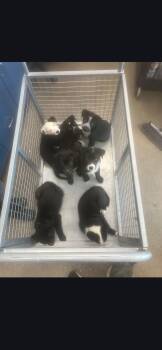 Pupcorn -  Labrador Retriever and Border Collie Dog for Adoption in Kingman, Arizona - Pupcorn | PetCurious