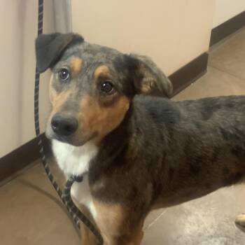 Mixed Breed and Australian Cattle Dog Blue Heeler Dogs Available for Adoption - Mousey Mouse | PetCurious