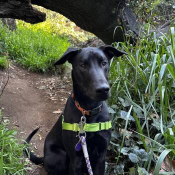 Stretch -  Labrador Retriever and Mixed Breed Dog for Adoption in Kanab, Utah - Stretch | PetCurious