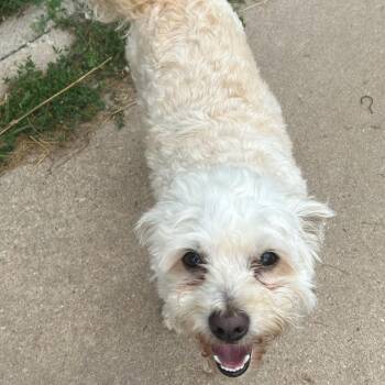 Charlie -  Maltipoo Dog for Adoption in Traverse City, Michigan - Charlie | PetCurious