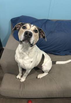 Dodger -  Labrador Retriever and Hound Dog for Adoption in Youngsville, North Carolina - Dodger | PetCurious