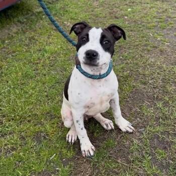 American Bulldog Dogs Available for Adoption - Coral | PetCurious