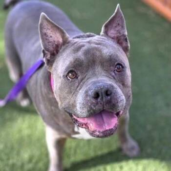 Chata -  Pit Bull Terrier Dog for Adoption in Las Vegas, Nevada - Chata | PetCurious