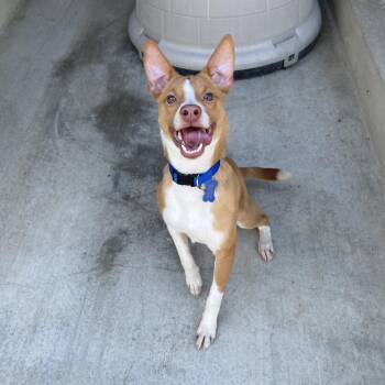 Rescue Chihuahua and Terrier Dogs for Adoption in Hollister, California - Buddy | PetCurious