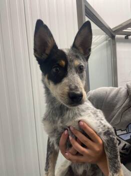 Australian Cattle Dog Blue Heeler Dogs Available for Adoption in Prineville, Oregon - Tex | PetCurious