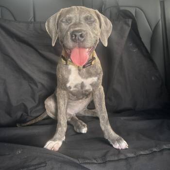 Effy -  Terrier and Mixed Breed Dog for Adoption in Jupiter, Florida - Effy | PetCurious