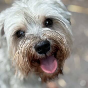 Willa -  Miniature Schnauzer Dog for Adoption in Homer Glen, Illinois - Willa | PetCurious