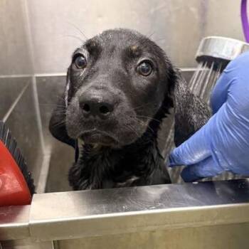 Ava -  Labrador Retriever and Mixed Breed Dog for Adoption in Marshall, Virginia - Ava | PetCurious