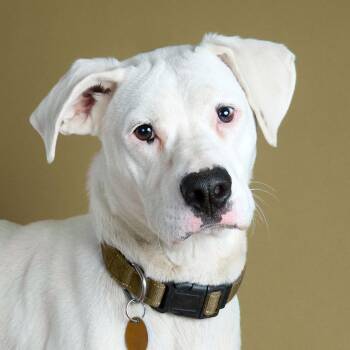 Tuna -  Mixed Breed Dog for Adoption in Saint Charles, Missouri - Tuna | PetCurious