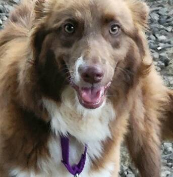Bonnie -  Border Collie Dog for Adoption in Marion, North Carolina - Bonnie | PetCurious