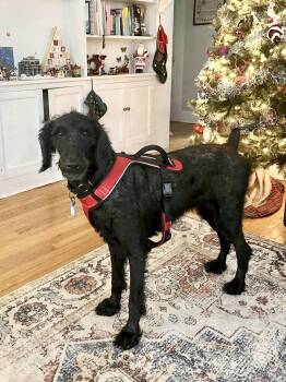 Nala -  Standard Poodle Dog for Adoption in Westwood, New Jersey - Nala | PetCurious
