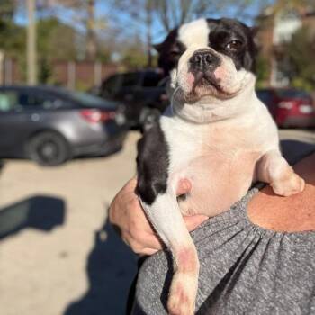 Boston Terrier Dogs Available for Adoption - Brandi | PetCurious