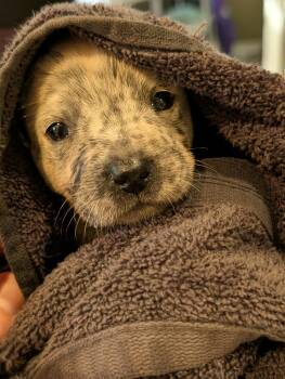 Rescue American Staffordshire Terrier Dogs for Adoption in Boise, Idaho - Sabrina | PetCurious