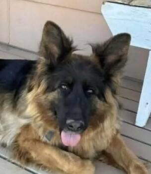 German Shepherd Dog Dogs Available for Adoption - Brook | PetCurious