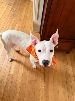 Vanilla -  Pit Bull Terrier Dog for Adoption - Vanilla | PetCurious