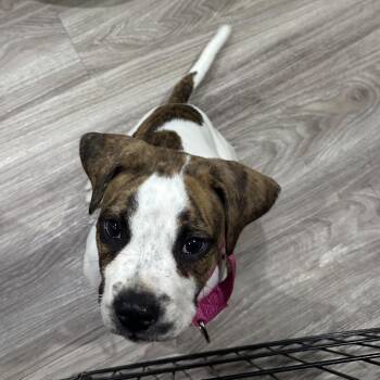 Shiva -  American Bulldog Dog for Adoption in Rochester, Minnesota - Shiva | PetCurious