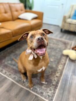 Dixon Flannel Couch Potato Perfection -  Pit Bull Terrier and American Staffordshire Terrier Dog for Adoption in Friendswood, Texas - Dixon Flannel Couch Potato Perfection | PetCurious