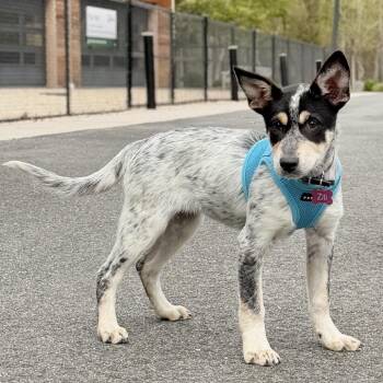 Australian Cattle Dog Blue Heeler and Mixed Breed Dogs Available for Adoption in East Hampton, New York - Ziti | PetCurious