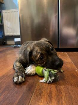 Olive aka Ollie -  Mixed Breed Dog for Adoption in Riverdale, New Jersey - Olive Aka Ollie | PetCurious
