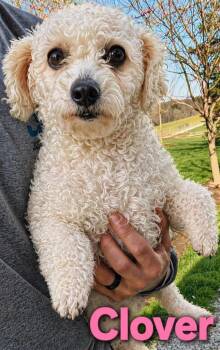 Bichon Frise Dogs Available for Adoption in Lima, Ohio - Clover | PetCurious