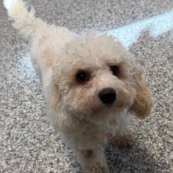 Cavalier King Charles Spaniel and Bichon Frise Dogs Available for Adoption - Minnie | PetCurious