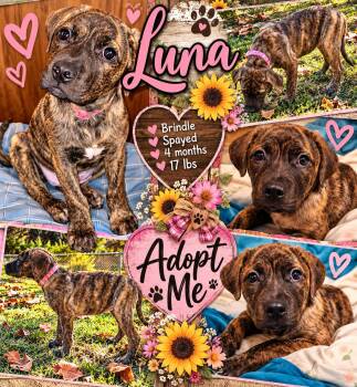 Luna -  Boxer and Labrador Retriever Dog for Adoption in Jackson, Tennessee - Luna | PetCurious