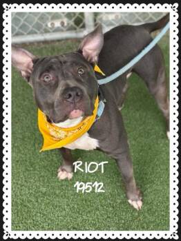 RIOT -  Pit Bull Terrier Dog Available for Adoption in Marietta, Georgia - RIOT | PetCurious