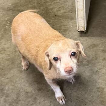Daisy -  Chihuahua and Wirehaired Terrier Dog for Adoption in Melbourne, Kentucky - Daisy | PetCurious
