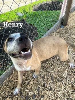 Rescue Mixed Breed Dogs for Adoption in Spring, Texas - Henry | PetCurious