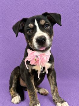 Ashley -  Pit Bull Terrier Dog for Adoption in Lodi, California - Ashley | PetCurious