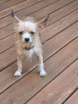 Bitty -  Chihuahua Dog for Adoption in Broken Arrow, Oklahoma - Bitty | PetCurious