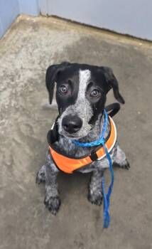 Pointer Dogs Available for Adoption - Bo-D | PetCurious