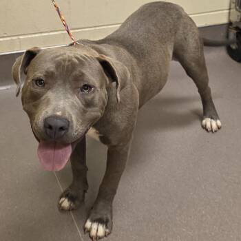 Crawford -  Pit Bull Terrier Dog for Adoption in Norman, Oklahoma - Crawford | PetCurious