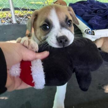 Brussel Sprout -  Boxer and Mixed Breed Dog for Adoption in Waynesville, North Carolina - Brussel Sprout | PetCurious