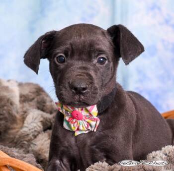 Labrador Retriever Dogs Available for Adoption in Pittsboro, North Carolina - Star | PetCurious