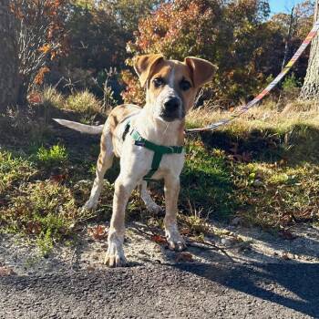 Rescue Retriever and Mixed Breed Dogs for Adoption in East Hampton, New York - Ted | PetCurious