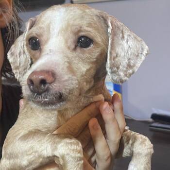 Chewy Nougat -  Mixed Breed and Poodle Dog for Adoption in Savannah, Georgia - Chewy Nougat | PetCurious