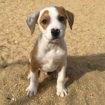 Mixed Breed Dogs Available for Adoption - Leo 4124 | PetCurious