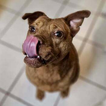 American Bully and Mixed Breed Dogs Available for Adoption in Pelham, New Hampshire - Sydney  | PetCurious