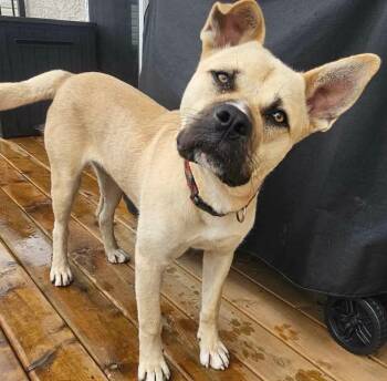 Tahoe -  Akita and American Bulldog Dog for Adoption in Edmonton, Alberta - Tahoe | PetCurious