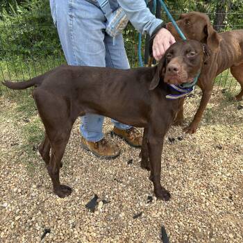 Caribou -  German Shorthaired Pointer Dog for Adoption in Charles City, Virginia - Caribou | PetCurious