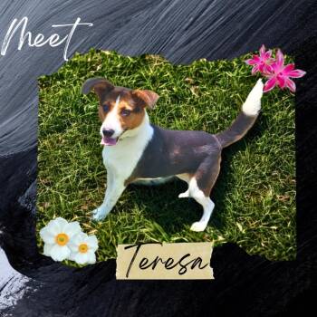 Teresa -  Beagle and Border Collie Dog for Adoption in Sunderland, Maryland - Teresa | PetCurious