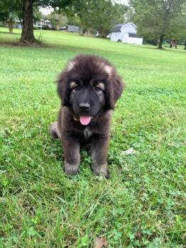 Gamora -  Caucasian Sheepdog Caucasian Ovtcharka Dog for Adoption in Chambersburg, Pennsylvania - Gamora | PetCurious