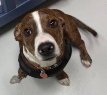Mixed Breed Dogs Available for Adoption in Savannah, Georgia - Cinnamon | PetCurious