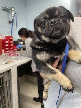 BOY -  Pug and Pekingese Dog Available for Adoption in Tallahassee, Florida - BOY | PetCurious
