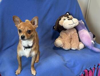 Enzo -  Chihuahua Dog for Adoption in Cedartown, Georgia - Enzo | PetCurious