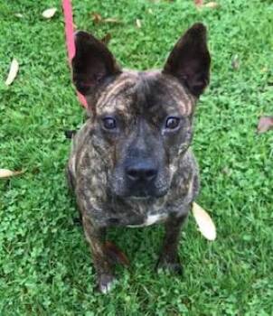 Rescue Basenji and Mixed Breed Dogs for Adoption in Cincinnati, Ohio - Keefe | PetCurious