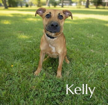 Rescue Labrador Retriever and Pit Bull Terrier Dogs for Adoption in Ball Ground, Georgia - Kelly | PetCurious