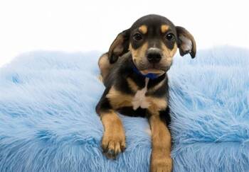 BECKHAM -  Labrador Retriever and Mixed Breed Dog for Adoption in Fort Lauderdale, Florida - BECKHAM | PetCurious
