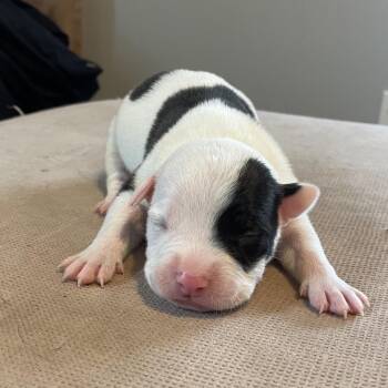 Mixed Breed Dogs Available for Adoption - Tickles | PetCurious